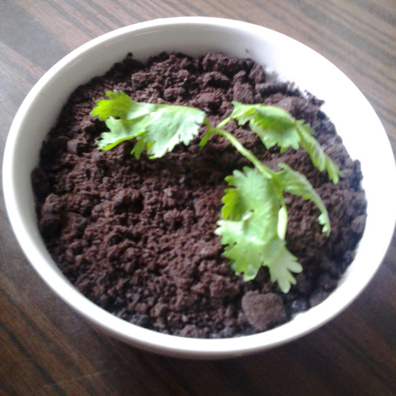 酸奶奥利奥水果盆栽