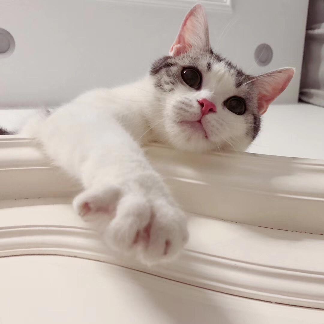 陈夫子