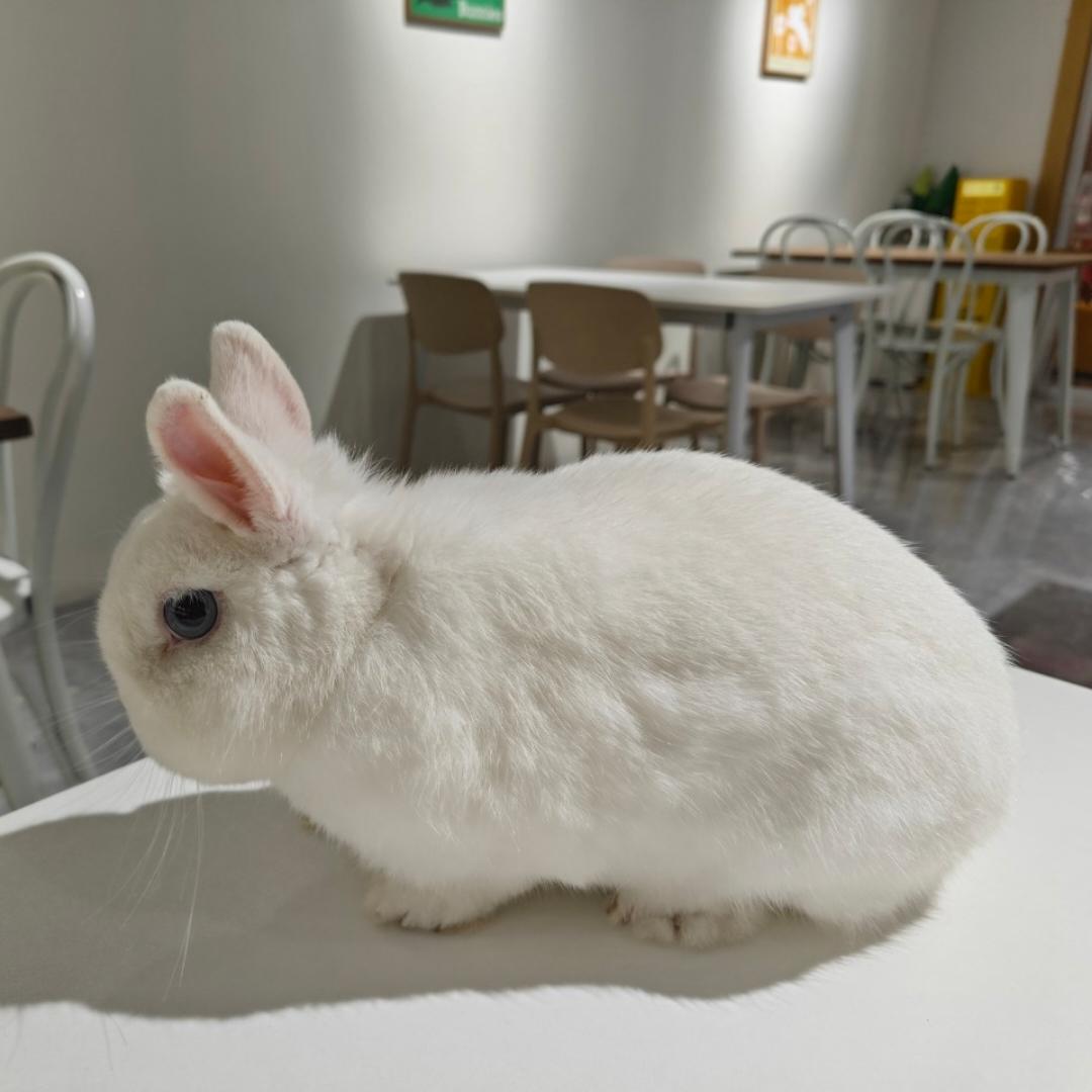 小猪球