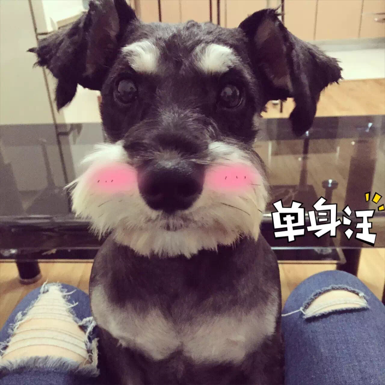 家有俩阿汪