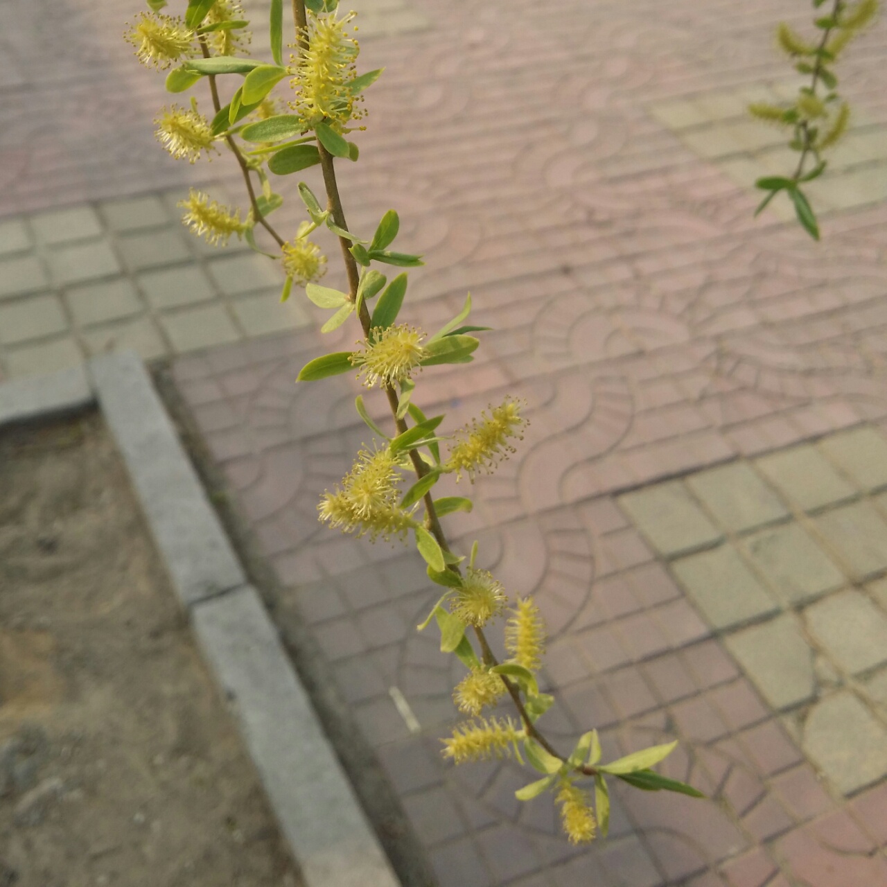 lyhenena2008