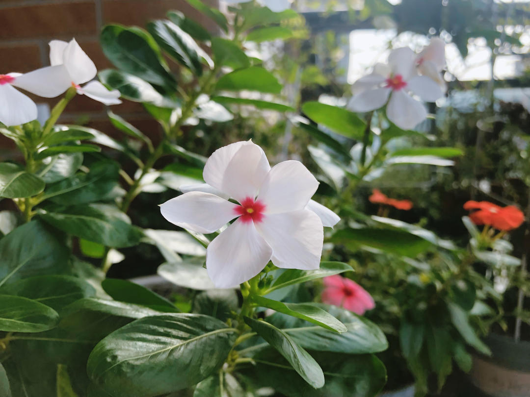繁花似锦