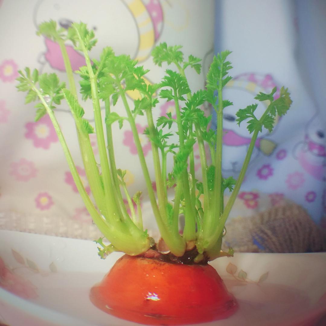 菜根菜心重生记