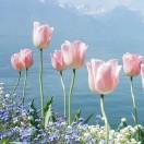 儿子最爱妈妈做的饭