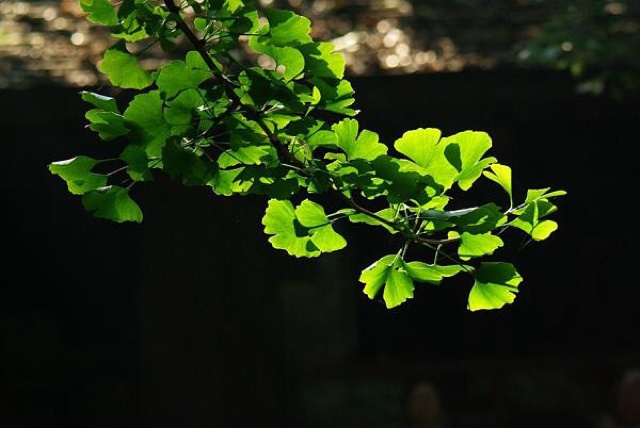 回忆～低头浅唱