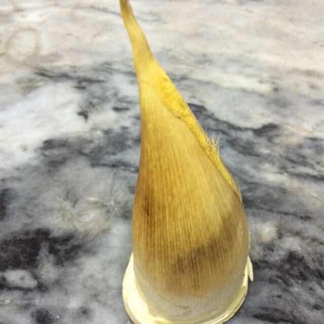 沈笋衣