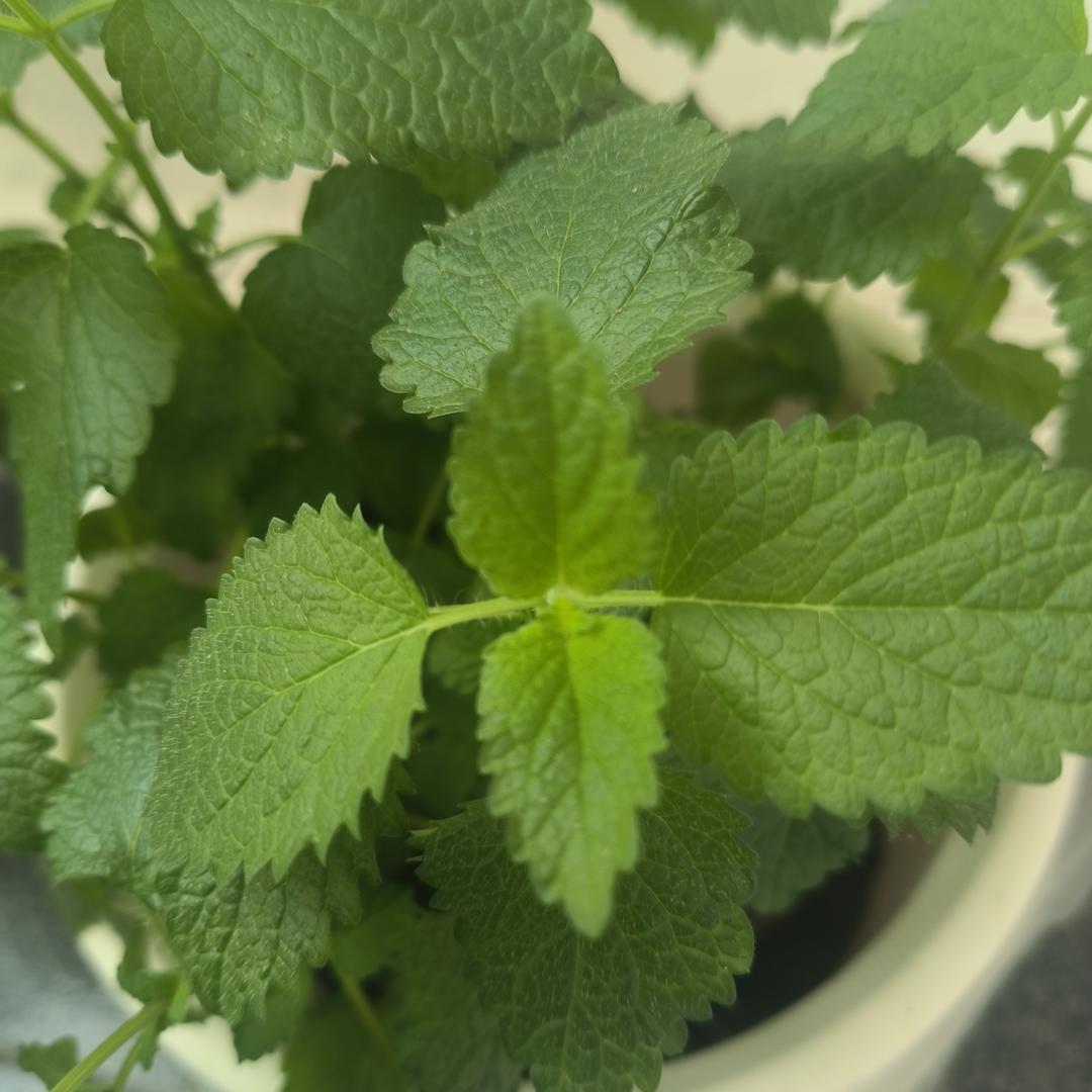 10 用自己种的薄荷可以做的美食集锦