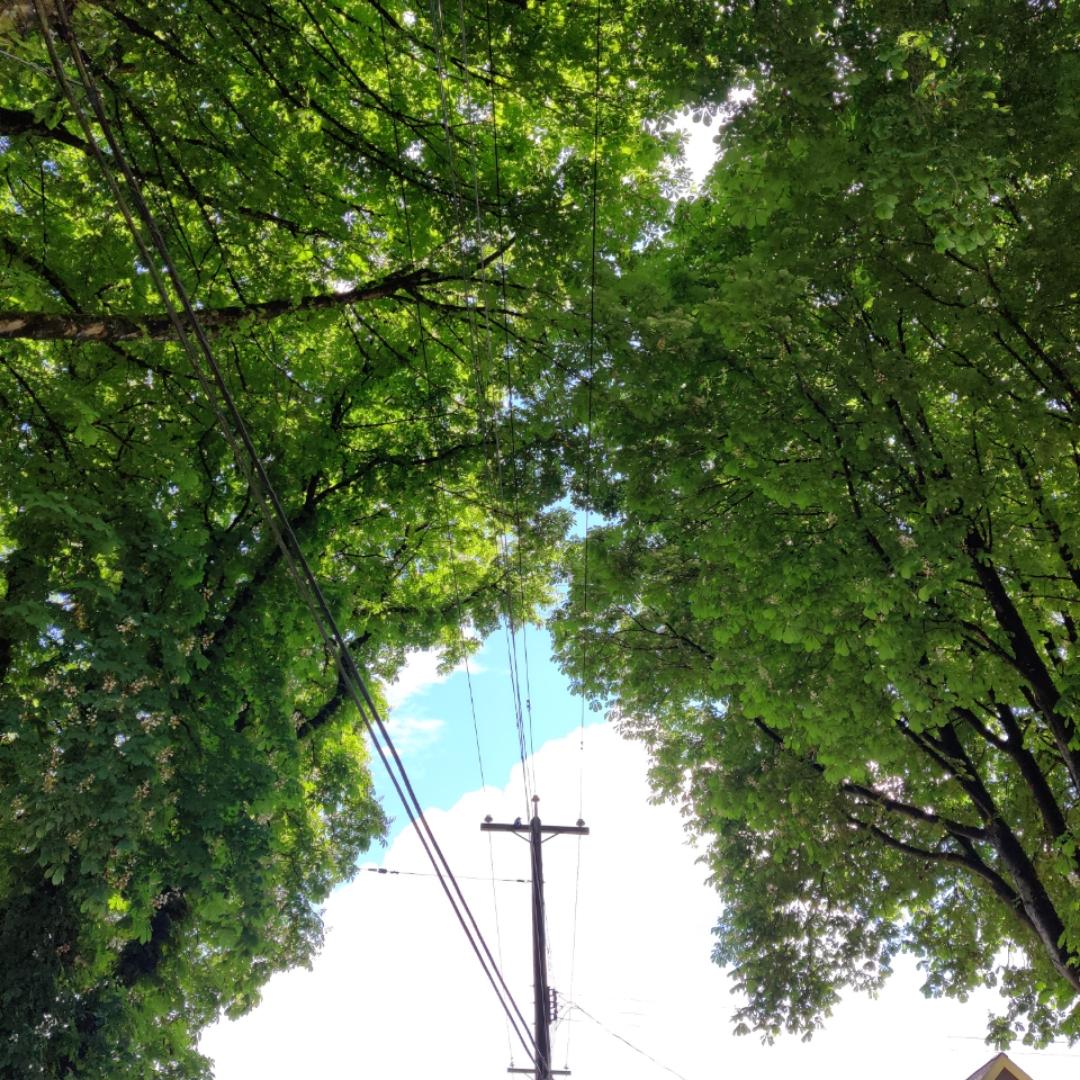 pareasokae