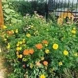 药片有毒