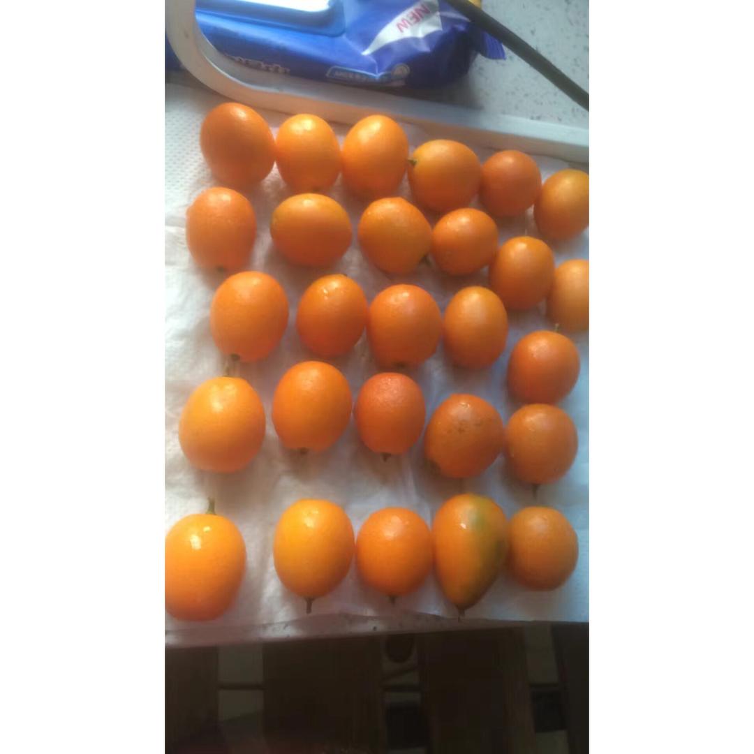 秋冬止咳小偏方【盐渍金桔】