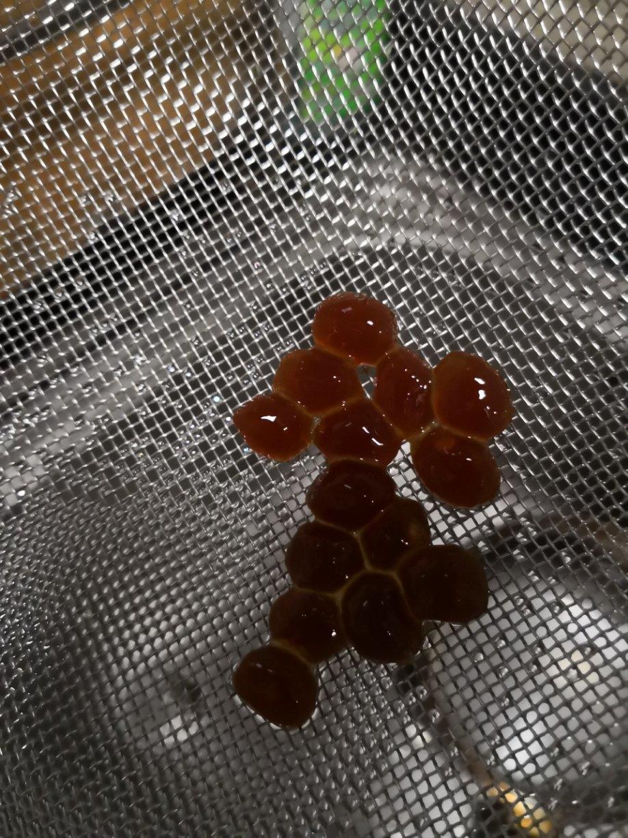 自制木薯珍珠