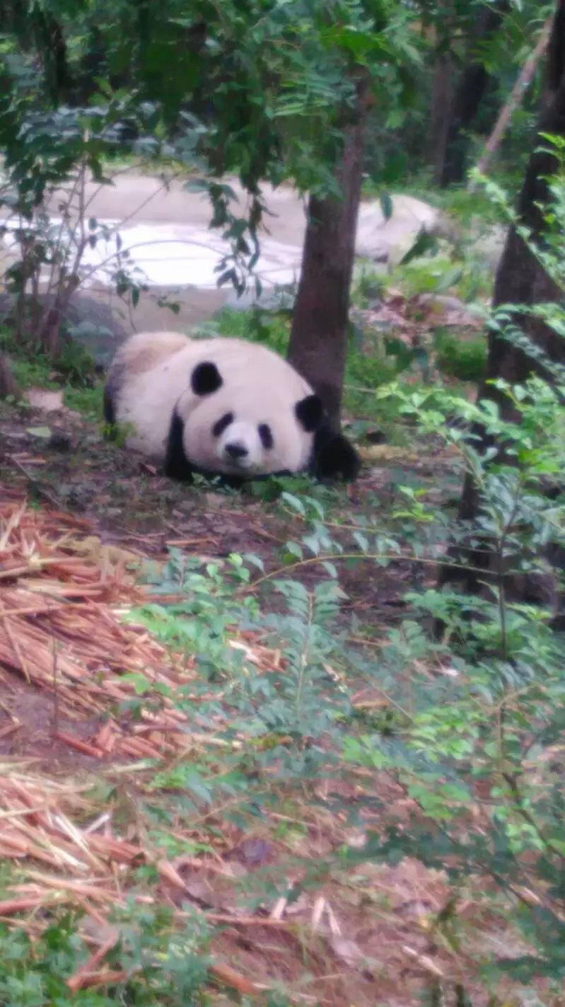 哈蜜哈密瓜