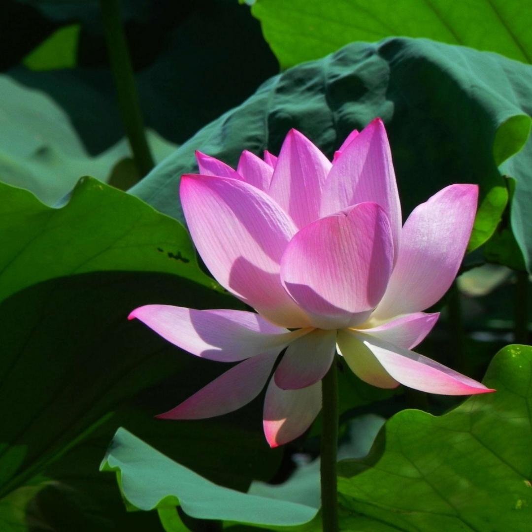 Rosyflower