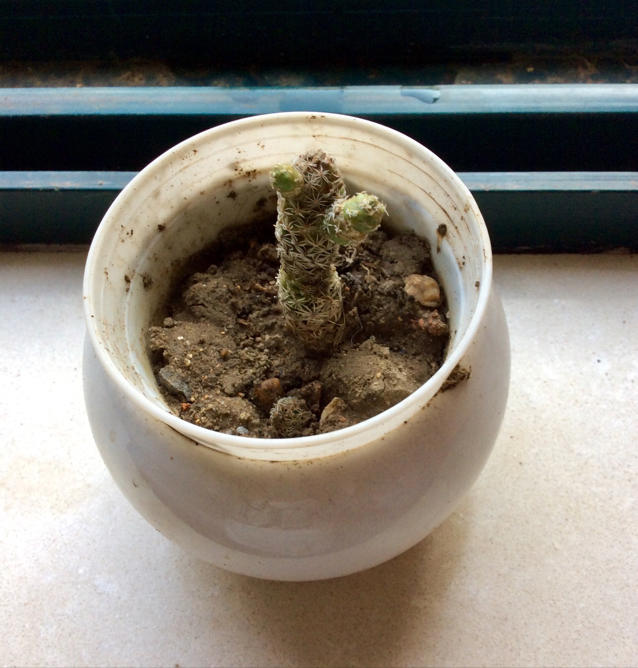 多肉植物杯子蛋糕 裱花教程