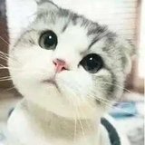 猫王爱上烘焙
