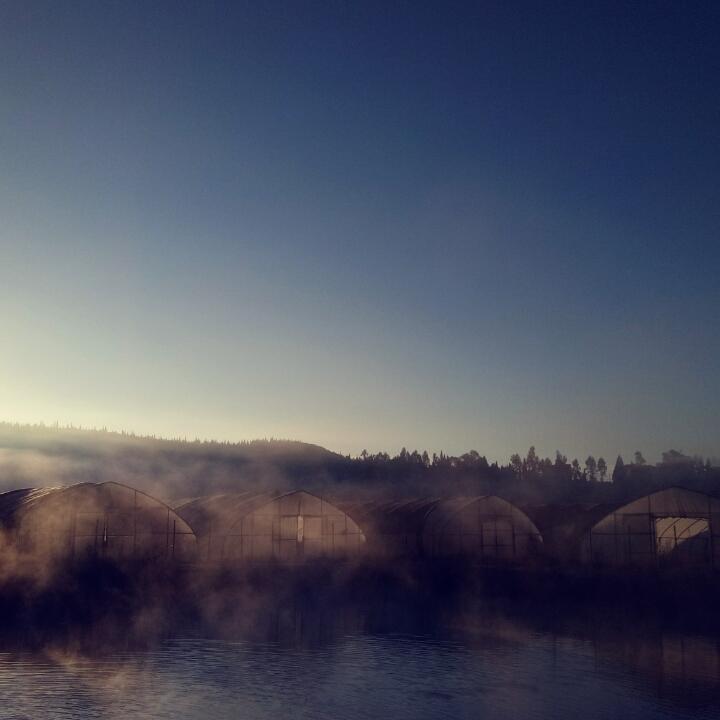 来自仙境的小虫子