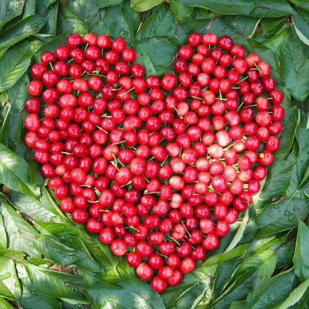 八颗牙齿晒太阳_s2uo