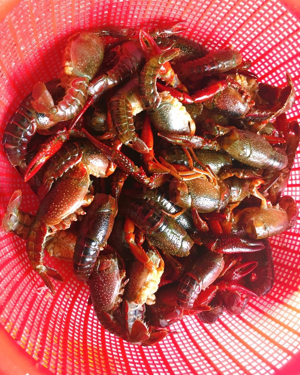 处理小龙虾完整视频