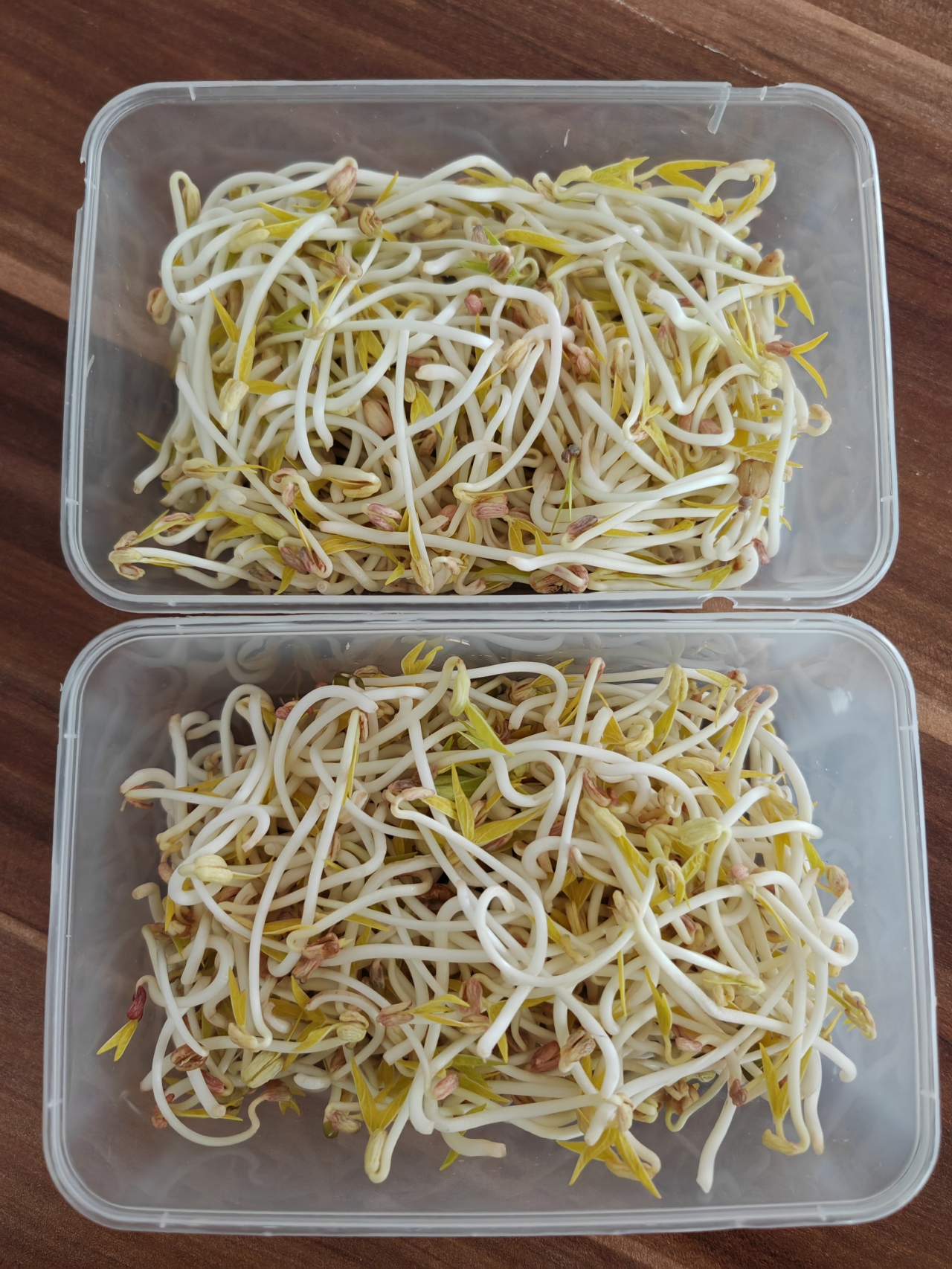 自发豆芽①－绿豆芽，周一泡豆周五吃，简单到不行