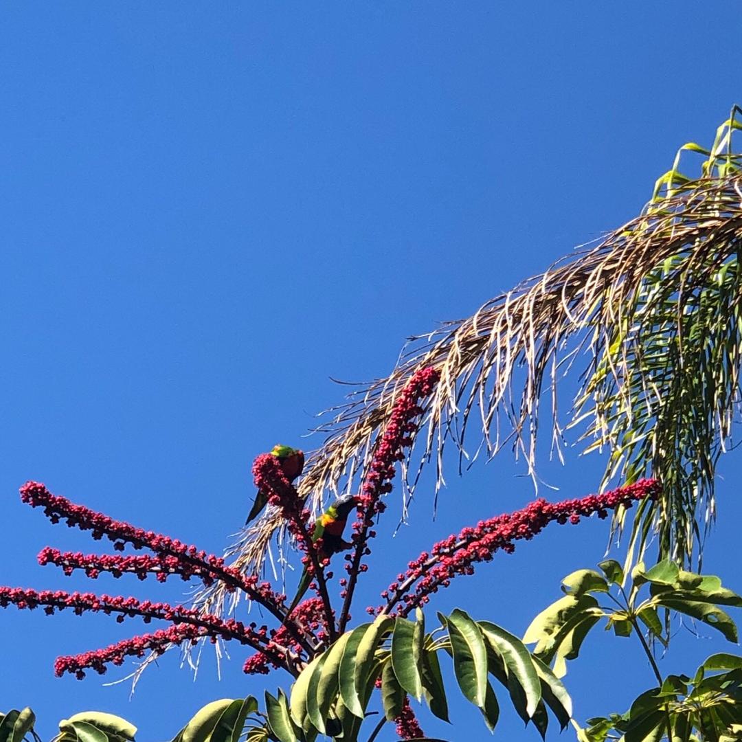 Lorikeet
