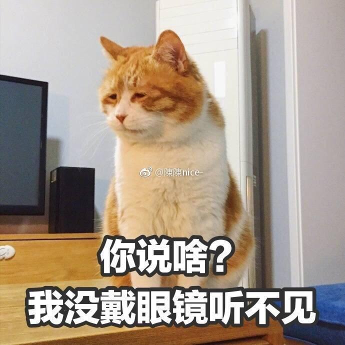 会功夫的三角猫
