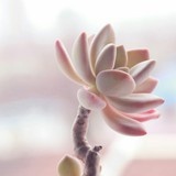 找到向日葵的太阳