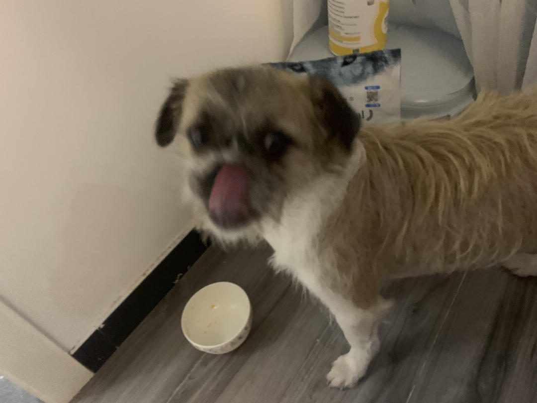 自制健康美味狗狗食谱