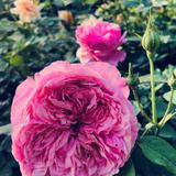 Rose_bloom