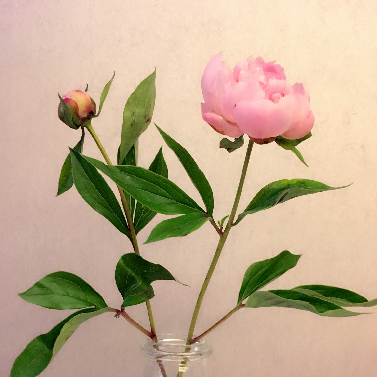 花，一辈子爱上你