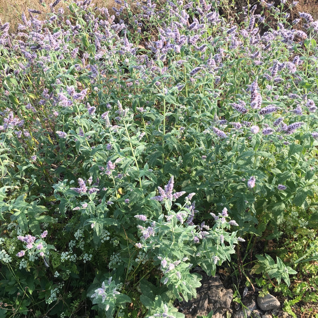 手机用户3634_bm07