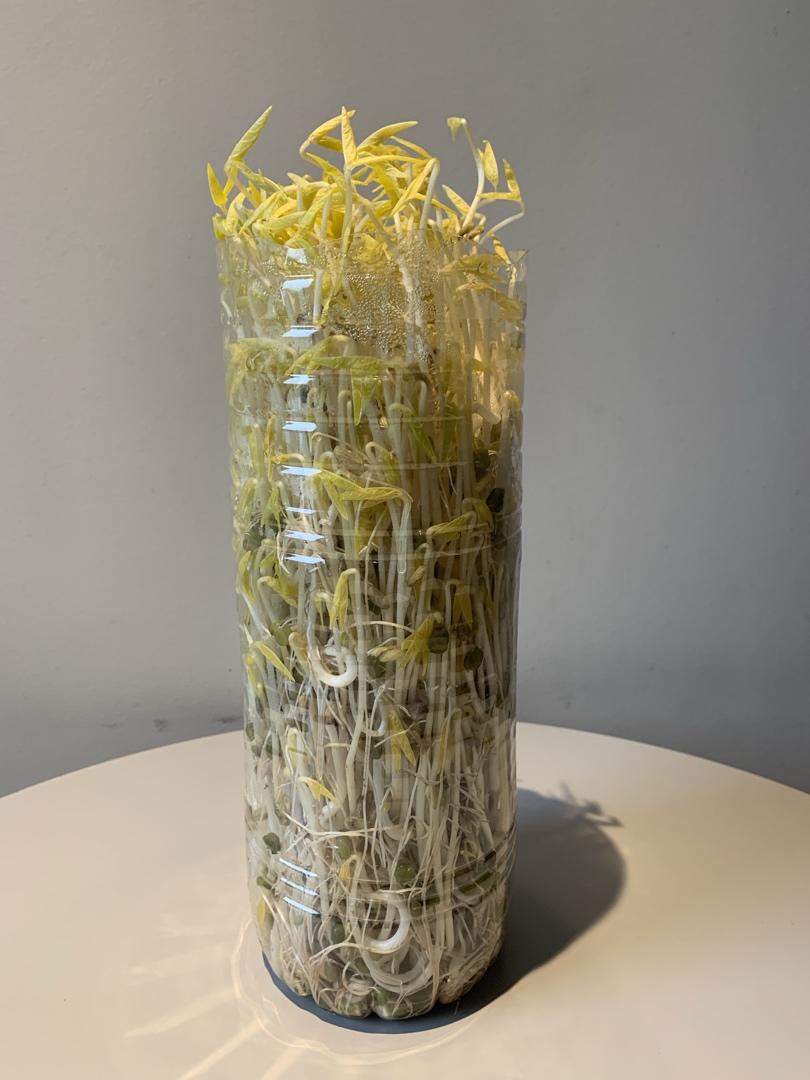 自发豆芽（可乐瓶发豆芽0失败！）