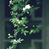 酒窝兔纸