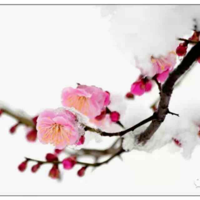 母上