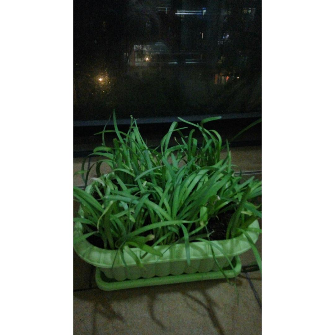 自种蔬菜