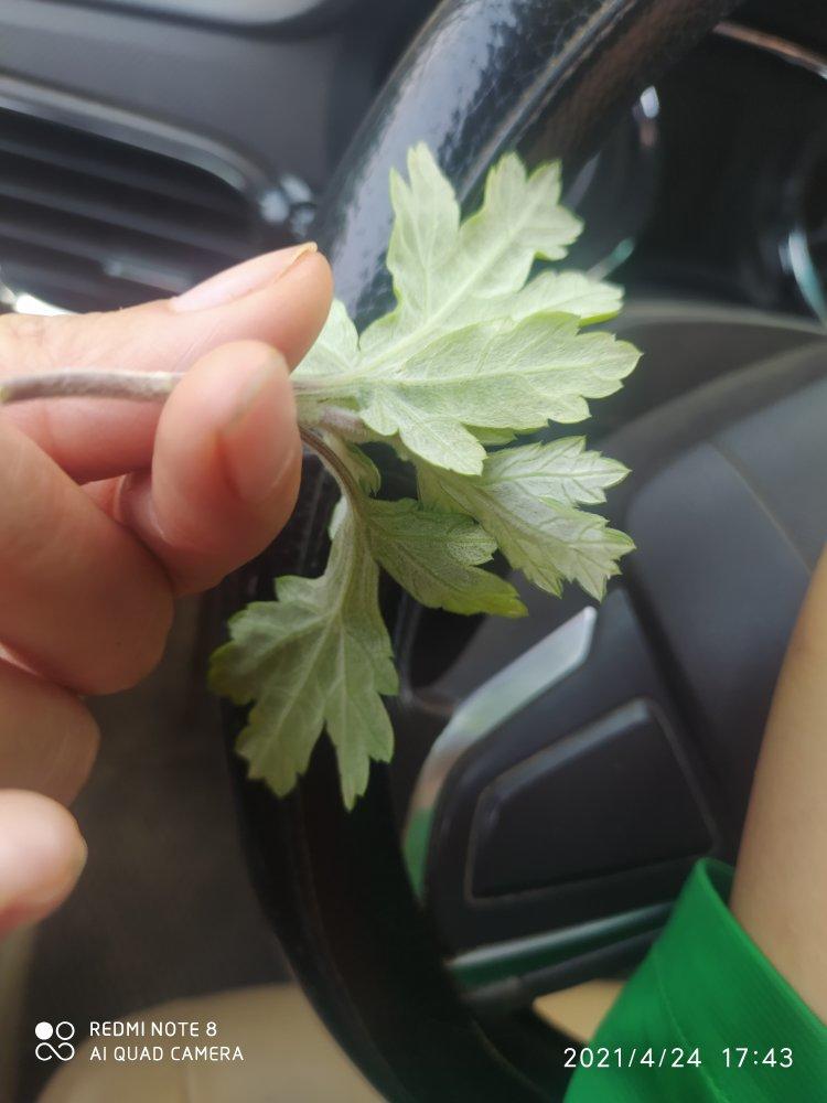艾草（又叫艾叶、艾蒿、蒿菜）保存