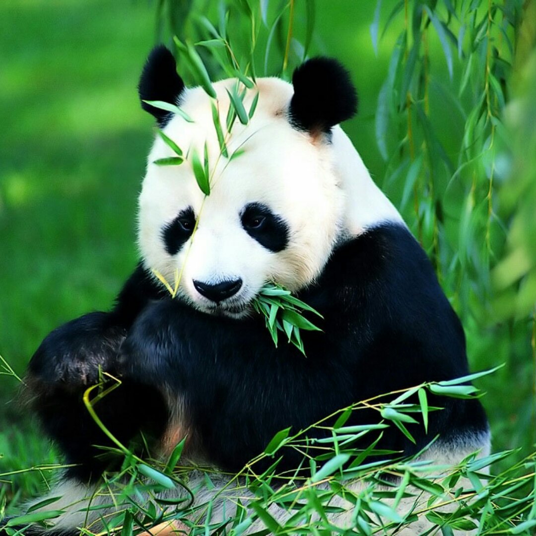 末末Panda