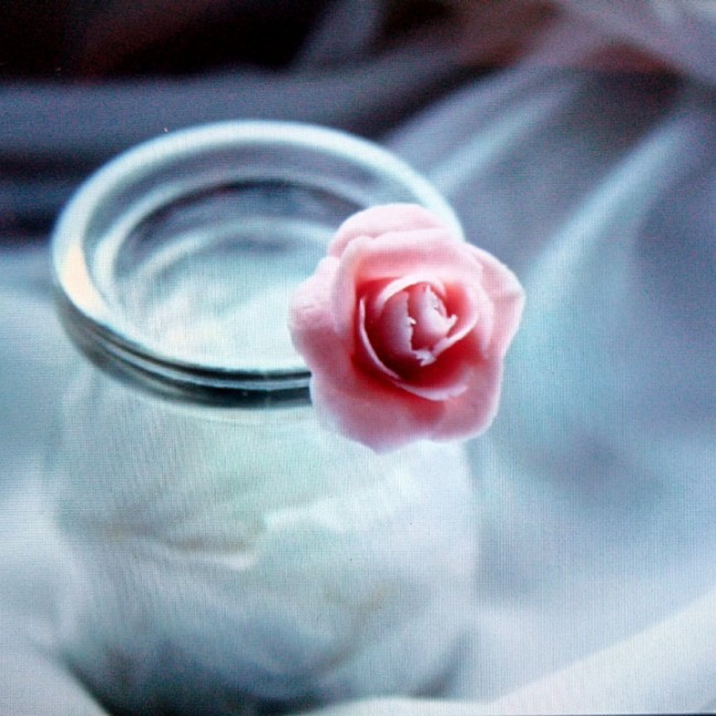 翻糖月季花（玫瑰花）