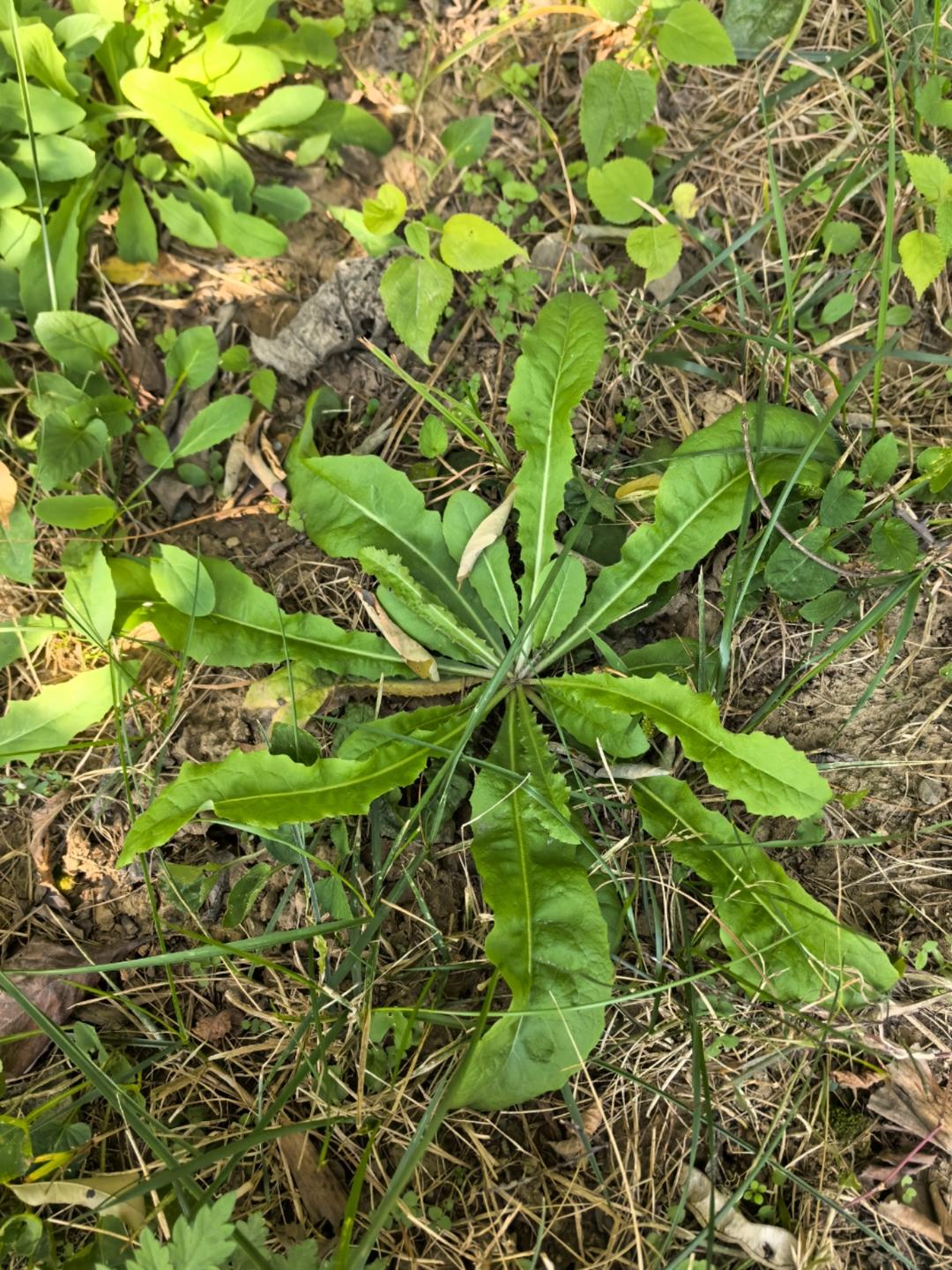 凉拌蒲公英