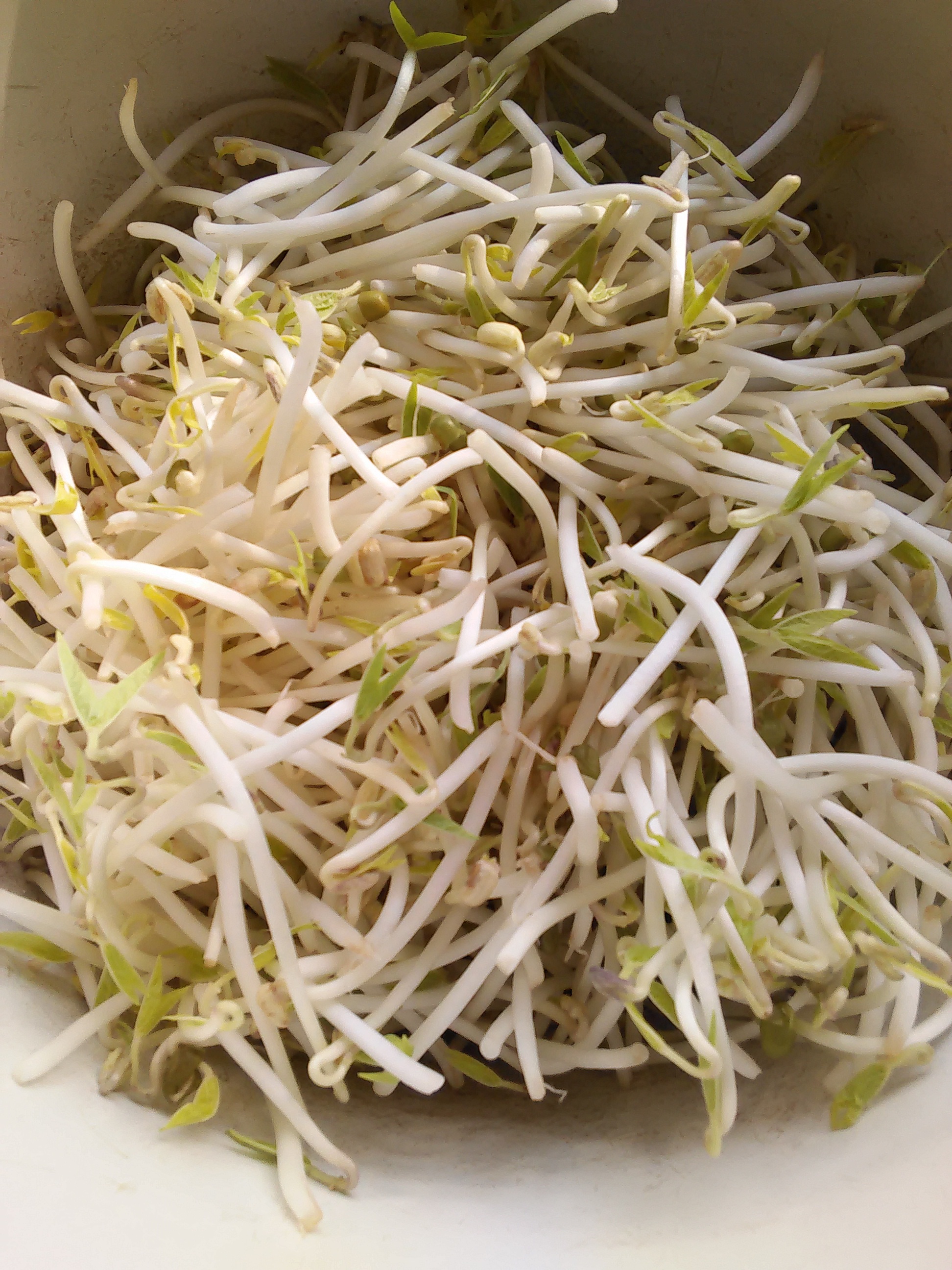 自发豆芽（可乐瓶发豆芽0失败！）