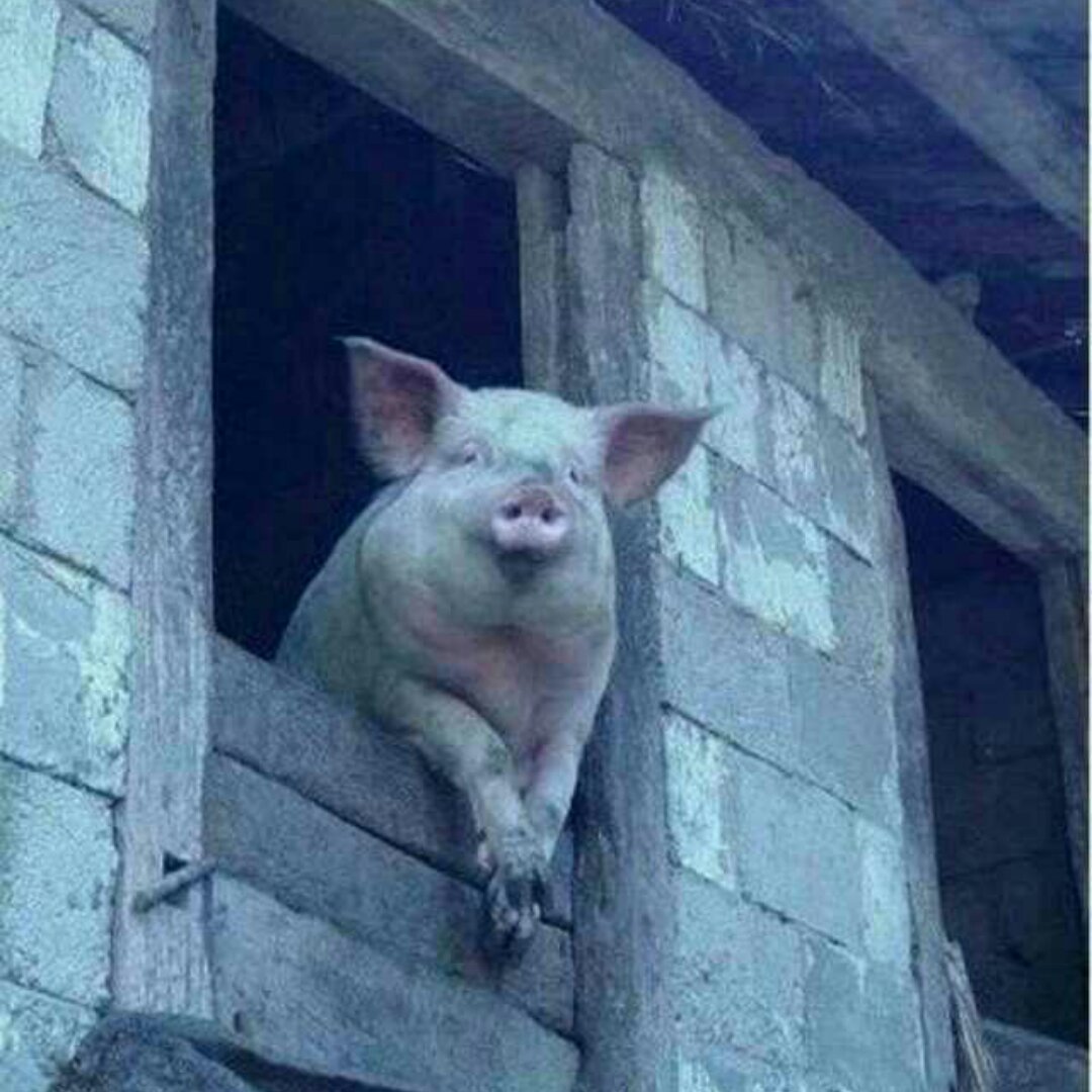 我是一朵小鲜花