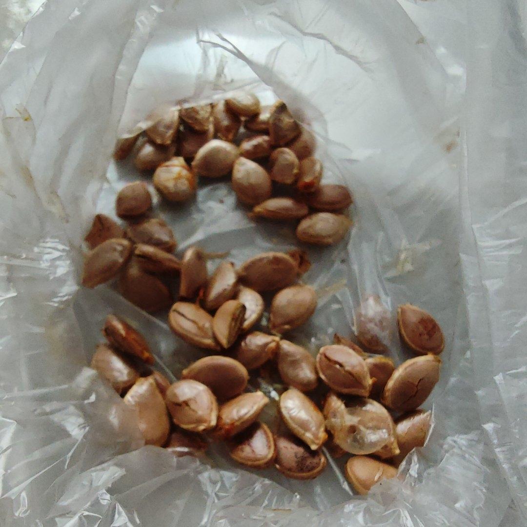 空气炸锅南瓜籽（超简单版）