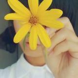 carol_dyy