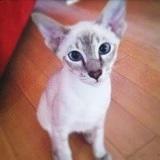 海皮猪