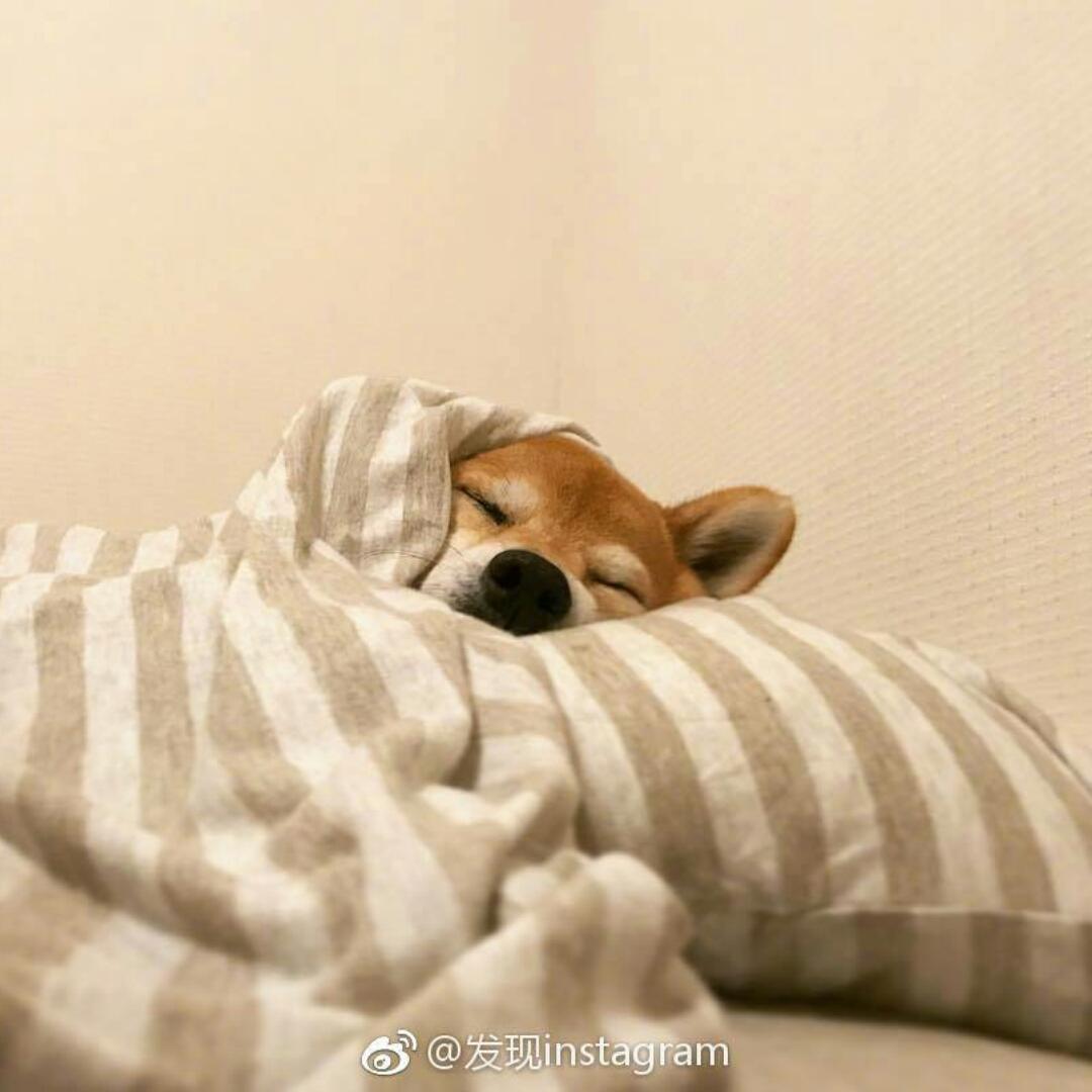 小意达的柴