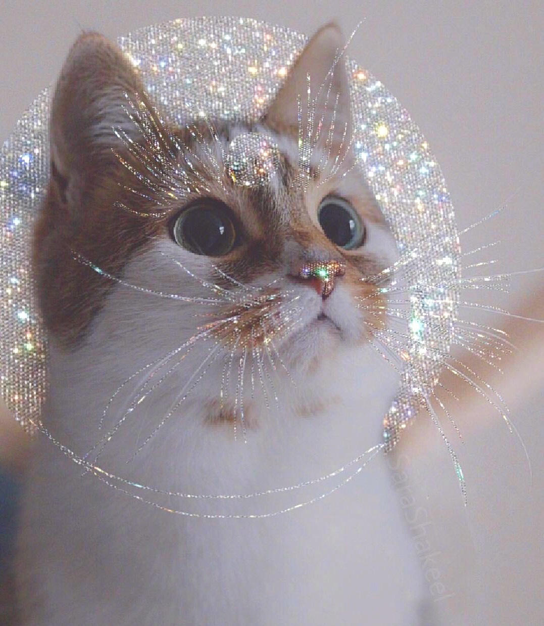 抹茶芝士大年糕