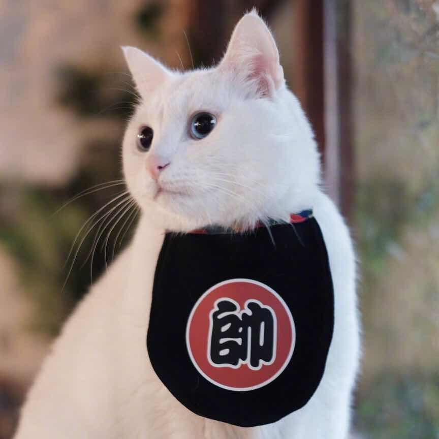 Genji小天使要好好吃饭