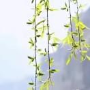 清风与自由L