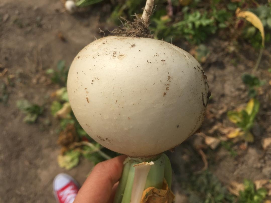 灰灰妈做的菜