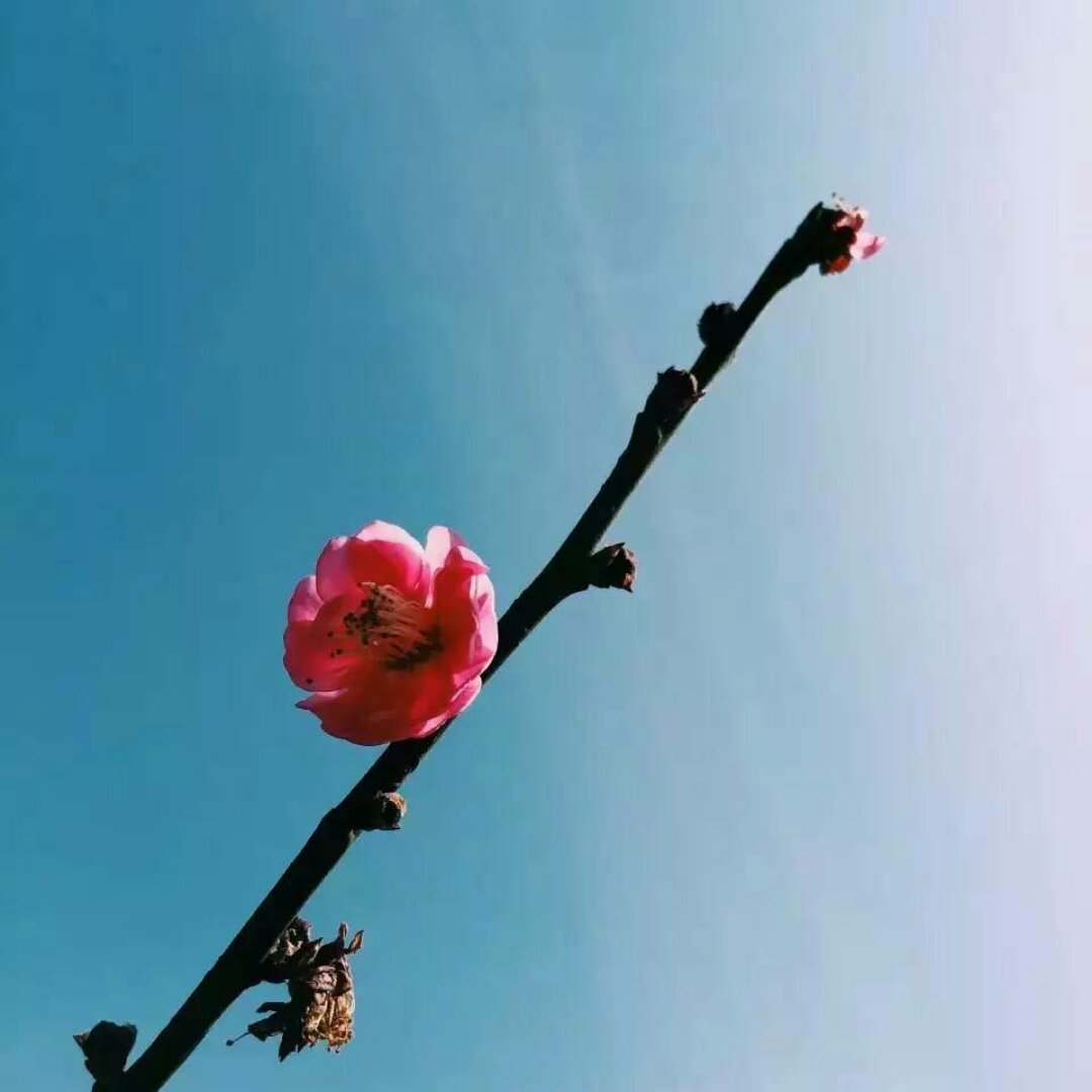 草莓糖糖