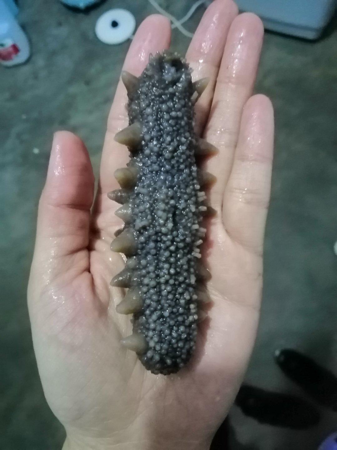泡发海参的方法
